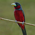 Black-and-red Broadbill / Cymbirhynchus macrorhynchos