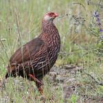 Jackson's Spurfowl / Pternistis jacksoni