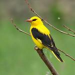 Indian Golden Oriole / Oriolus kundoo