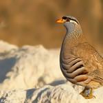 Пустынная куропатка / Ammoperdix griseogularis
