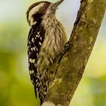 Brown-capped Pygmy Woodpecker / Yungipicus nanus