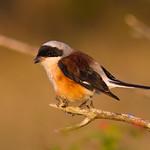 Bay-backed Shrike / Lanius vittatus