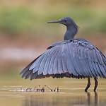 Зонтичная цапля / Egretta ardesiaca