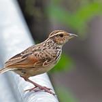 Indochinese Bush Lark / Plocealauda erythrocephala