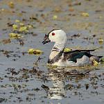 Cotton Pygmy Goose / Nettapus coromandelianus