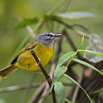 White-lored Warbler / Myiothlypis conspicillata
