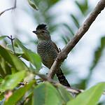 Рыжекрылый колючник / Thamnophilus torquatus