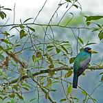 Choco Trogon / Trogon comptus