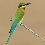 Синехвостая щурка / Merops philippinus