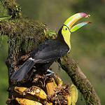 Радужный тукан / Ramphastos sulfuratus