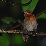 Musician Wren / Cyphorhinus arada