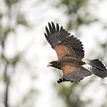 Орлиный канюк / Parabuteo unicinctus