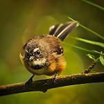 New Zealand Fantail / Rhipidura fuliginosa