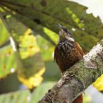 Pacific Tuftedcheek / Pseudocolaptes johnsoni