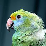 Синещёкий амазон / Amazona dufresniana