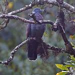 Винно-красный голубь / Columba delegorguei