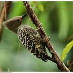 Buff-rumped Woodpecker / Meiglyptes grammithorax