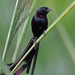 Красногорлый ткачик / Euplectes ardens