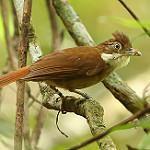 Pernambuco Foliage-gleaner / Automolus lammi