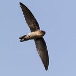 Black-nest Swiftlet / Aerodramus maximus