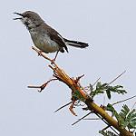Karamoja Apalis / Apalis karamojae