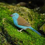 Синеголовый астрильд / Uraeginthus cyanocephalus