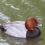 Redhead / Aythya americana
