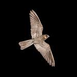 Plain-tailed Nighthawk / Nyctiprogne vielliardi