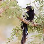 Black-billed Wood Hoopoe / Phoeniculus somaliensis