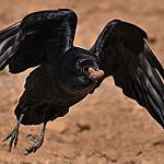 Чихуахунский ворон / Corvus cryptoleucus