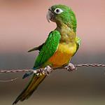 Caatinga Parakeet / Eupsittula cactorum