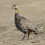 Желтогорлый франколин / Pternistis leucoscepus