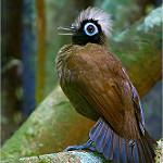 Hairy-crested Antbird / Rhegmatorhina melanosticta