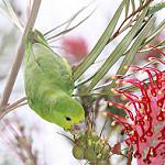 Riparian Parrotlet / Forpus crassirostris