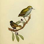 Кустарниковый стрелок / Xenicus longipes