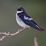 Белохвостая ласточка / Hirundo megaensis