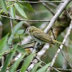 Виреон чиви / Vireo chivi