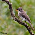 Cinereous Bulbul / Hemixos cinereus