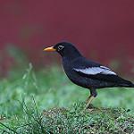 фото