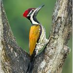 Black-rumped Flameback / Dinopium benghalense