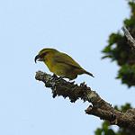Maui Parrotbill / Pseudonestor xanthophrys