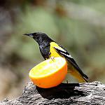 фото