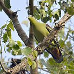Андаманский зеленый голубь / Treron chloropterus