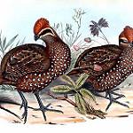 Stripe-faced Wood Quail / Odontophorus balliviani