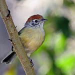 Рыжеголовый виреончик / Hylophilus poicilotis