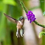 Peruvian Piedtail / Phlogophilus harterti