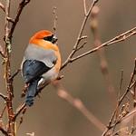 Red-headed Bullfinch / Pyrrhula erythrocephala
