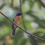Sulawesi Blue Flycatcher / Cyornis omissus