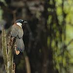 Манишковая кустарница / Pterorhinus nuchalis