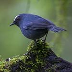 Himalayan Shortwing / Brachypteryx cruralis